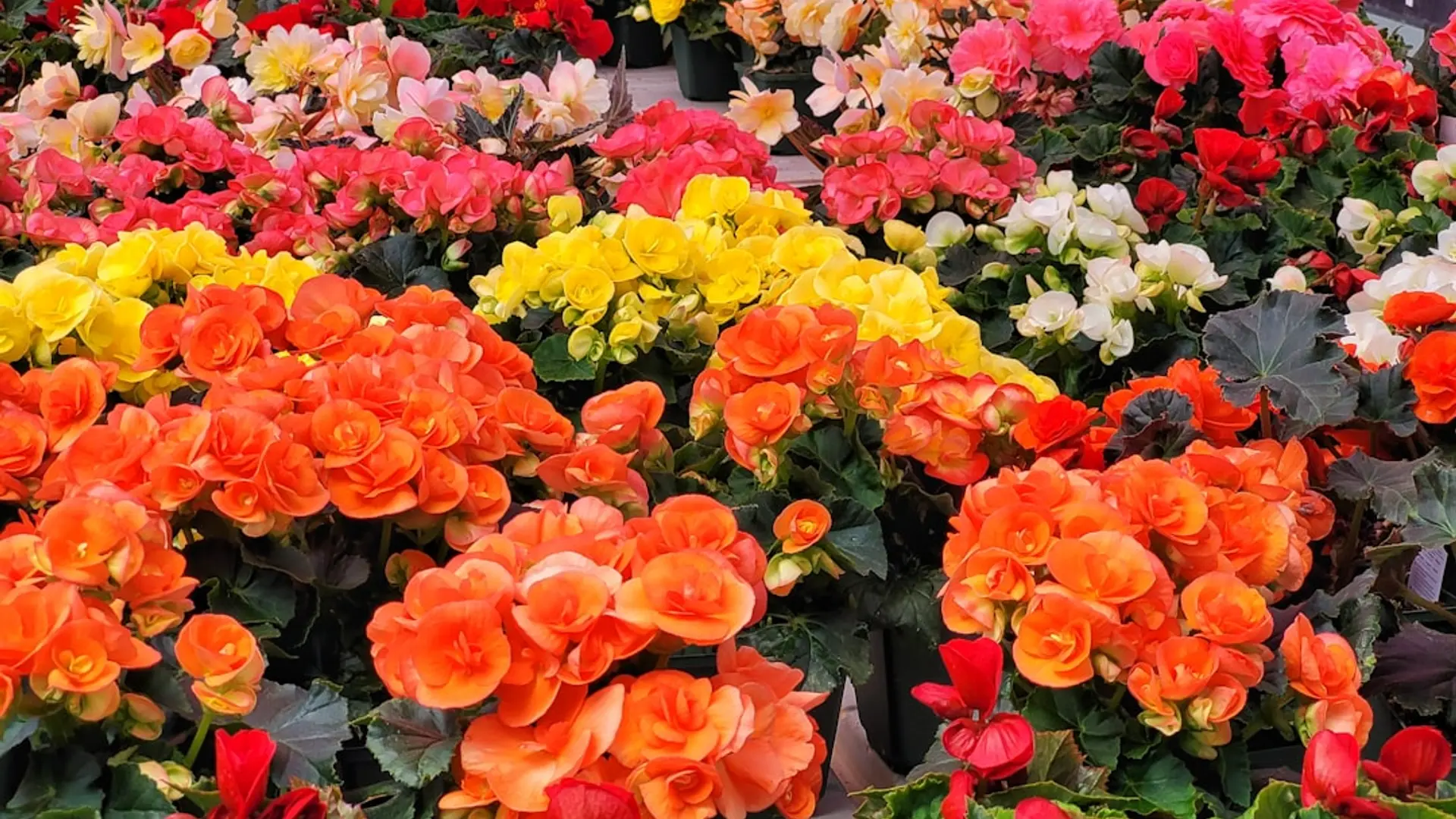 Tuincentrum webshop met planten en bloemen verkoop - Seizoensgebonden e-commerce - Altena Webshops